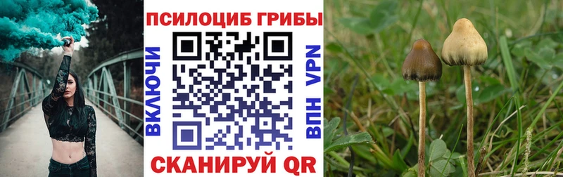 блэк спрут как войти  Елизово  Псилоцибиновые грибы мицелий 